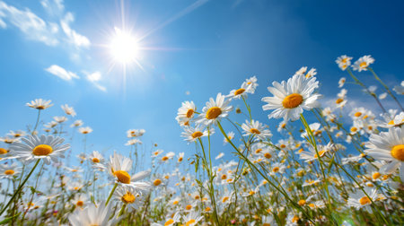 Blooming daisies under radiant sunshine, endless meadow and vivid blue sky expressing joy, nature, and renewalの素材