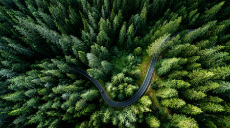 Drone view of forest landscape with road curving gently through dense trees, nature conservation and net zero conceptの素材