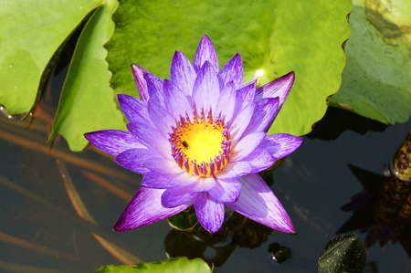 Purple Lotus. の写真素材