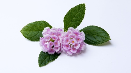 flowers.      の写真素材