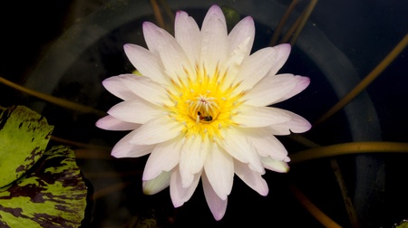 White lotus.            の写真素材