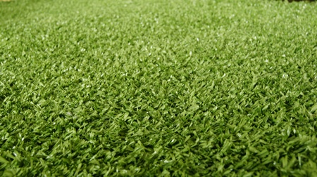 Green grassの写真素材