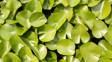Lotus leaf.の写真素材