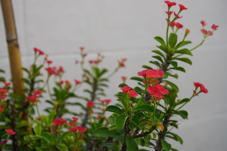 Red Euphorbia milli blooming flowers with copy space; (Crown of thorns; Christ Thorn; Poi Sian)