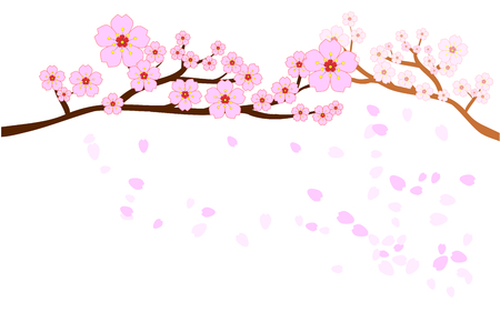 Full bloom cherry blossoms and blowing or flying petals isolated on white background. Beautiful pink Sakura flowers on brown branches with bottom copy-space for add text. Vector illustration, EPS10.のイラスト素材