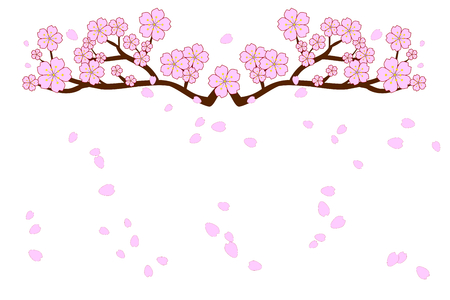 Full bloom cherry blossoms and blowing or flying petals isolated on white background. Beautiful pink Sakura flowers on brown branches with bottom copy-space for add text. Vector illustration in flat design.のイラスト素材
