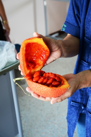 Fruit の写真素材