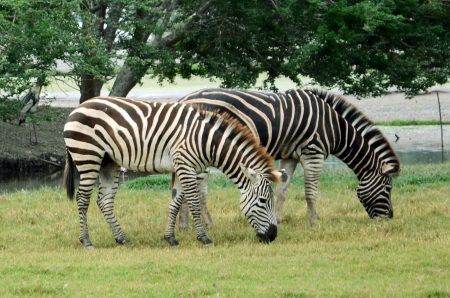 Wildlife, の写真素材