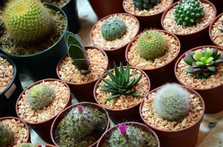 Trees in pots, 