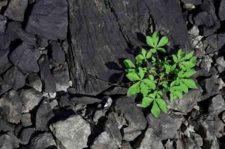 The plant is surrounded by a stone の写真素材