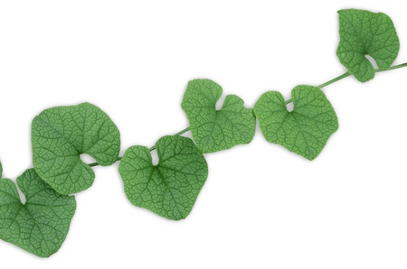 Green leaves with white background の写真素材