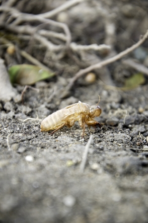 Cicada molting set against the ground.
