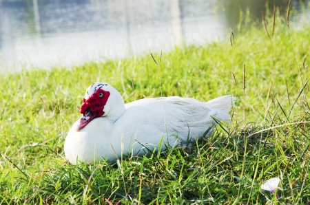 White duck on the grass near the water の写真素材