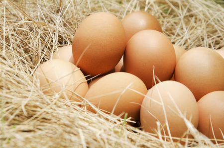 A fresh egg has a background as straw hay.の写真素材
