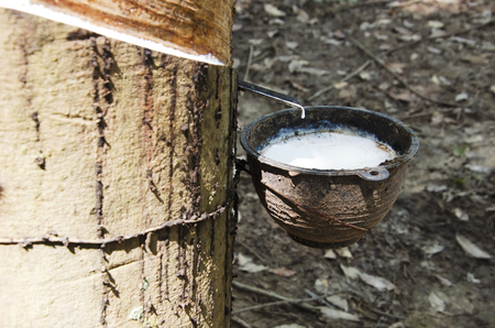 Rubber cups to accommodate a water timber.の写真素材