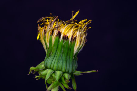 the super magical dandelion flower. High quality photo