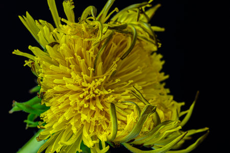 the super magical dandelion flower. High quality photo