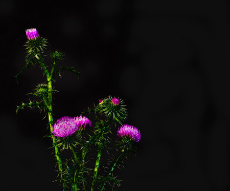 The Thistle flower, up close and with high resolutionの写真素材