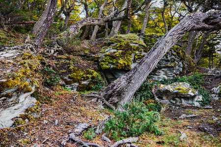 Bahia Ensenada Zaratiegui, Tierra del Fuego National Park, Patagonia, Argentina. High quality photoの写真素材