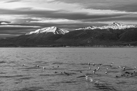 Sailing through the Beagle Channel, at the southern tip of South America, Argentina and Chile. High quality photoの写真素材