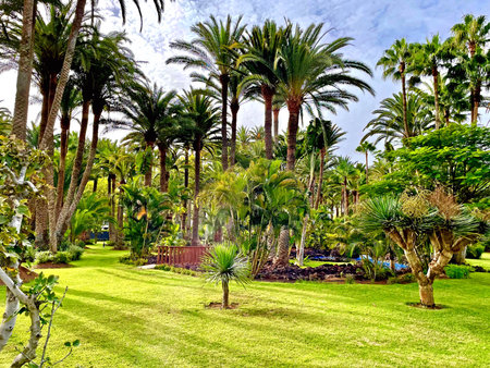 Palm trees in the canary islands, Spain. High quality photoの写真素材