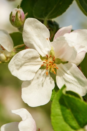 Blossom of apple tree flower in a spring time