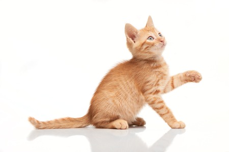 Playful red kitten looking up, trying to catch something with his paw, isolated on white backgroundの写真素材