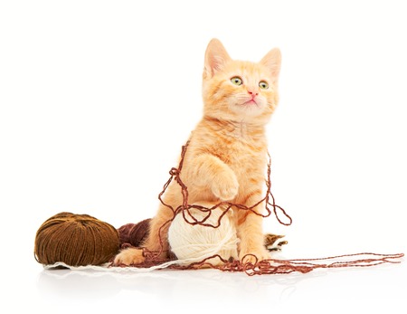 Cute little red kitten playing with balls of yarn and looking straight at camera, isolated on a white backgroundの写真素材