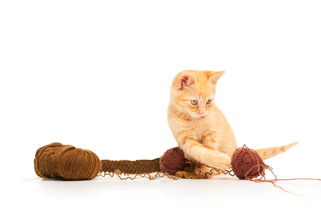 Cute little red kitten playing with balls of yarn, isolated on a white backgroundの写真素材