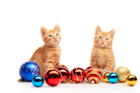 Two cute little red kittens sitting near colorful and sparkly Christmas toys and looking straight at camera, isolated on a white backgroundの写真素材