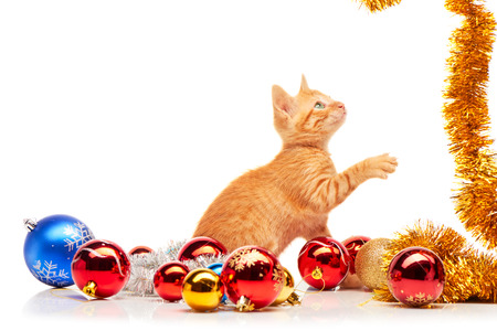 Cute little red kitten playing with golden tinsel near colorful and sparkly Christmas toys, isolated on a white backgroundの写真素材