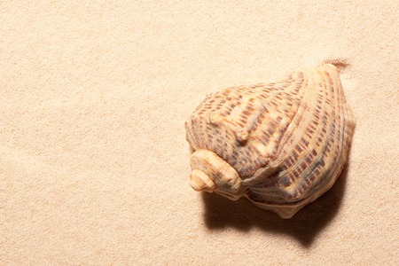Sea shell on sand. Summer beach background. View from aboveの写真素材