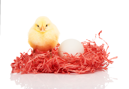 White chicken egg and small yellow chicken in pink paper nest isolated on white backgroundの写真素材
