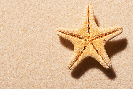 Starfish on sand. Summer beach background. View from aboveの写真素材