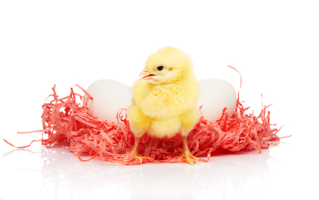 Two white chicken eggs in pink paper nest and small yellow chicken in front of them, isolated on white backgroundの写真素材