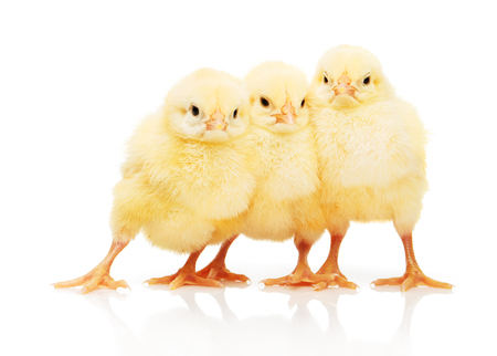 Three small yellow chickens standing close to each other, isolated on white backgroundの写真素材