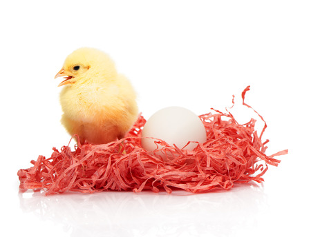 White chicken egg and small yellow chicken in pink paper nest isolated on white backgroundの写真素材