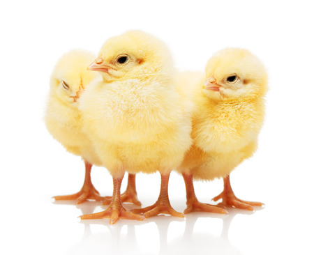 Three small yellow chickens standing close to each other, isolated on white backgroundの写真素材
