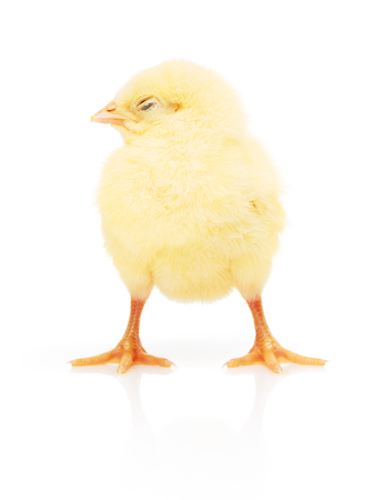 Small yellow chicken isolated on white backgroundの写真素材