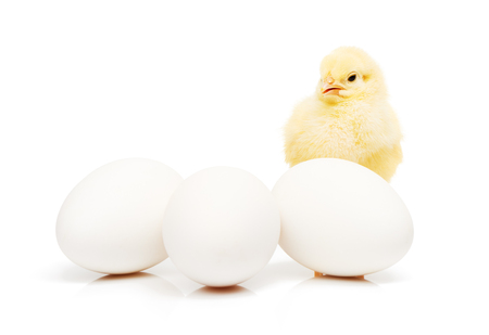 Small yellow chicken behind of three white chicken eggs, isolated on white backgroundの写真素材