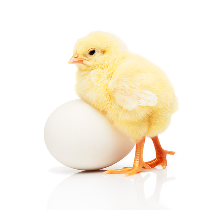 Small yellow chicken near white chicken egg, isolated on white backgroundの写真素材