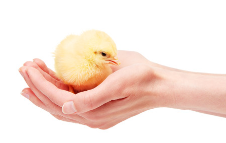 Close up of female hands holding small yellow chicken isolated on white backgroundの写真素材