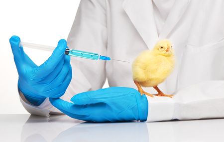 Veterinarian makes an injection to small yellow chicken with syringe over white backgroundの写真素材