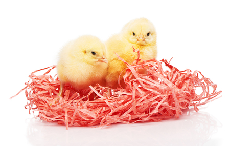 Two small yellow chickens in pink paper nest isolated on white backgroundの写真素材