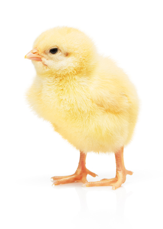 Small yellow chicken isolated on white backgroundの写真素材
