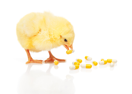Small yellow chicken takes pill from pile of yellow and white capsules, isolated on white backgroundの写真素材