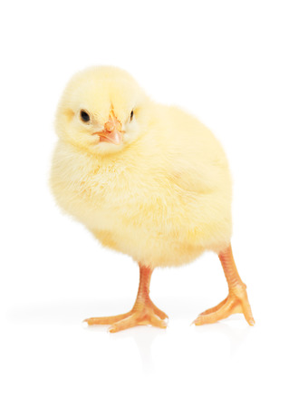 Small yellow chicken isolated on white backgroundの写真素材