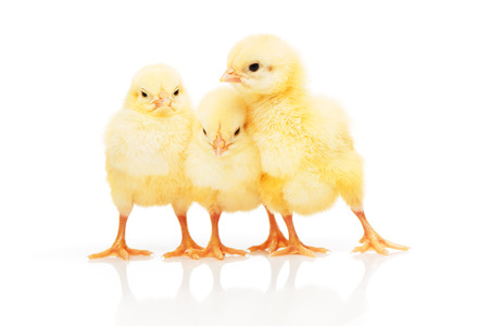 Three small yellow chickens standing close to each other, isolated on white backgroundの写真素材