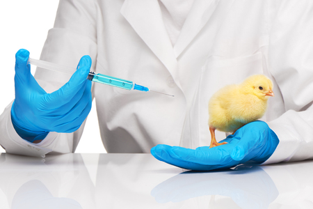 Veterinarian makes injection to small yellow chicken with syringe over white backgroundの写真素材