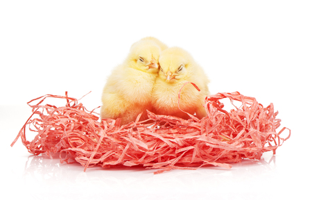 Two small yellow chickens in pink paper nest isolated on white backgroundの写真素材